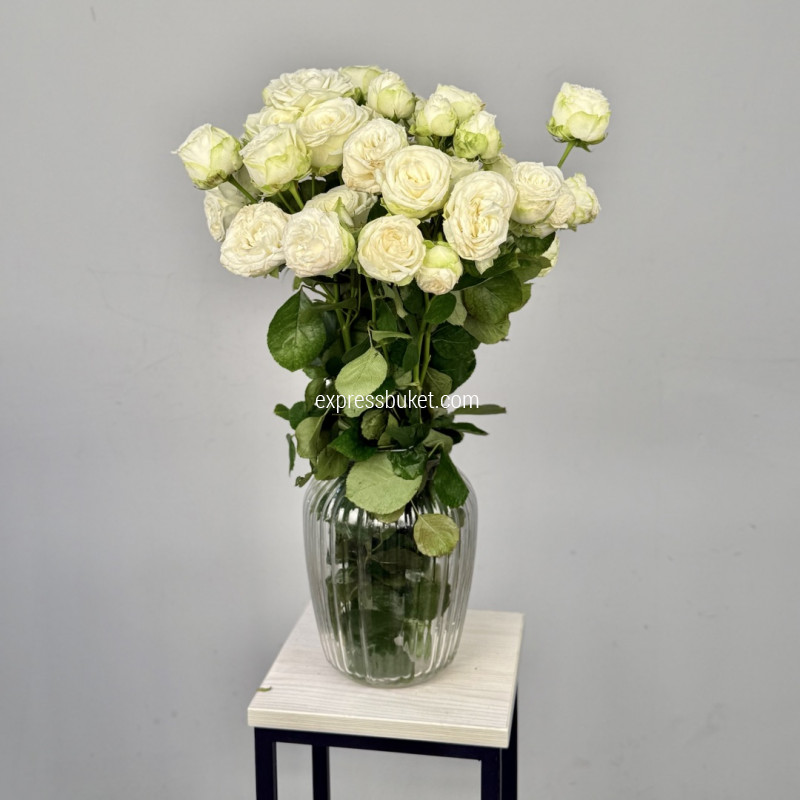 Розы Мисс Бомбастик, 10 шт